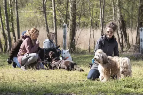 Alma, Keks, Murdock und ihre Frauchen beim Training in Billigheim. 