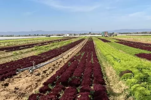 Salat soweit das Auge reicht: Feld bei Ruchheim mit Blick auf die Haardt.