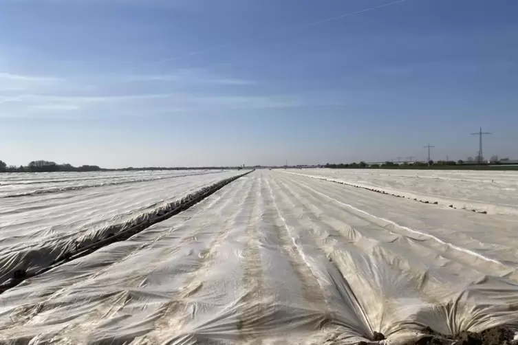 Folienmeer: das sorgt f&uuml;r W&auml;rme bei den Pflanzen.