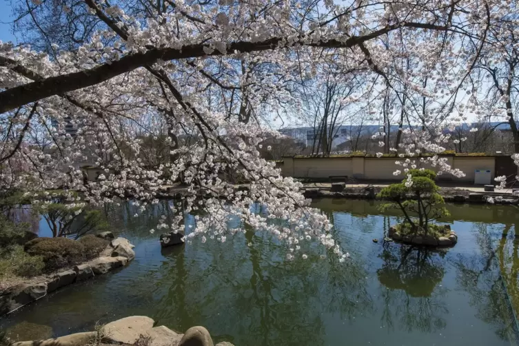 Seit Donnerstag ist der Japanische Garten – das Foto entstand Ende März – geschlossen. 