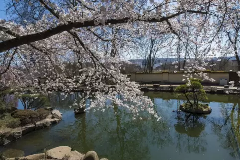 Seit Donnerstag ist der Japanische Garten – das Foto entstand Ende März – geschlossen. 