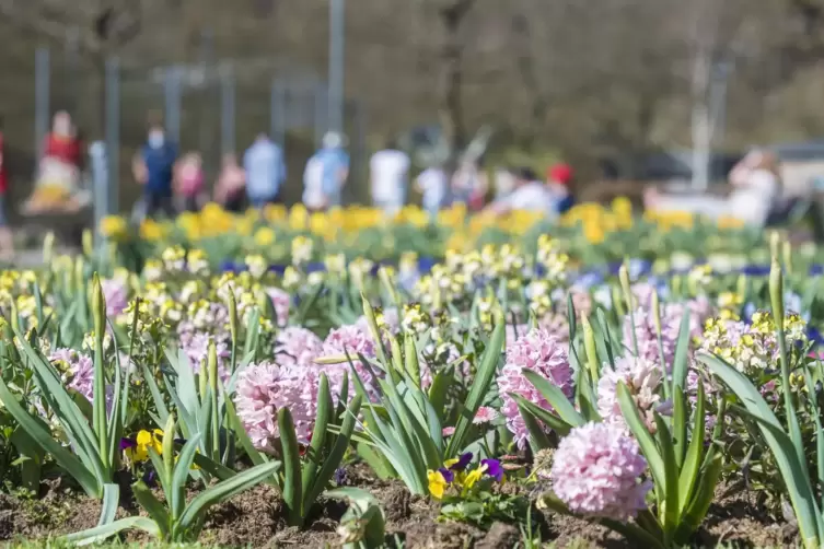 Lockt mit Blütenpracht: Ein Besuch der Gartenschau in Kaiserslautern ist nach Voranmeldung und negativem Corona-Test möglich. 