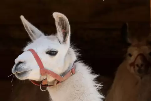 Zwei Lamas sind bei Hambrücken ausgebüxt.