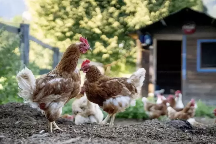 Hühnerhaltung im eigenen Garten
