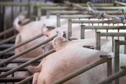 Schweine in einem Zuchtbetrieb. 