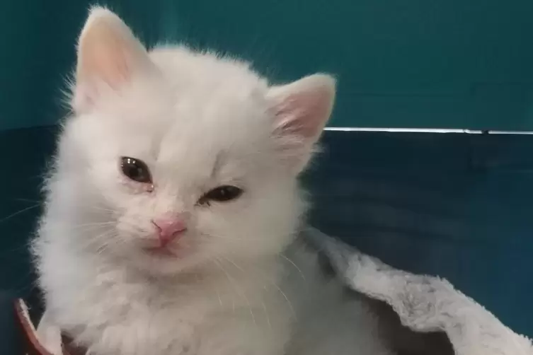 Die weiße Katze wurde im Handgepäck eines Reisenden aus Tunesien entdeckt. 