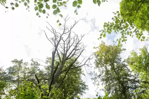 Buchen im Wald von Dietrichingen. In der Mitte ist eine abgestorbene Buche zu erkennen.