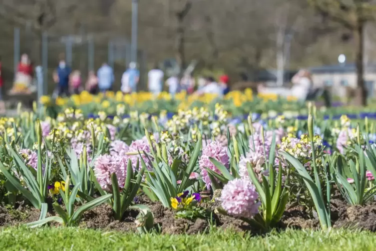 Lockt mit Blütenpracht: Ein Besuch der Gartenschau in Kaiserslautern ist nach Voranmeldung und mit negativem Corona-Test möglich