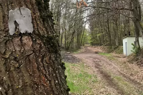 Wie hier an einer Gabelung bei Dörnbach sei die Beschilderung einer im Zusammenhang mit dem „Wanderbahnhof Rockenhausen“ stehend Wie hier an einer Gabelung bei Dörnbach sei die Beschilderung einer im Zusammenhang mit dem „Wanderbahnhof Rockenhausen“ stehend