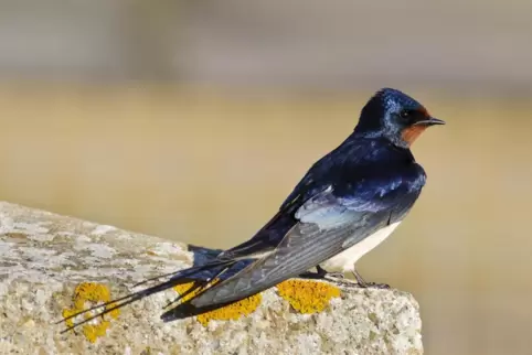 Die Rauchschwalbe hat es mit der Rückkehr aus dem Winterquartier besonders eilig. Denn wer zuerst kommt, besetzt das beste Nest.