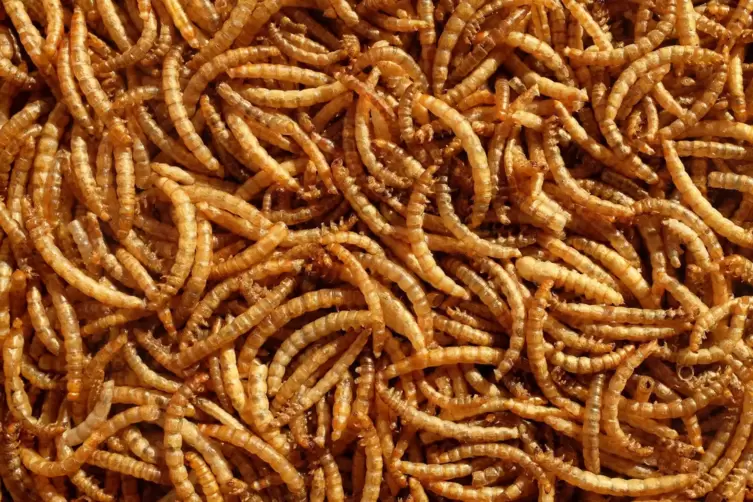 In vielen Regionen der Erde gehören Mehlwürmer zur Alltagskost.