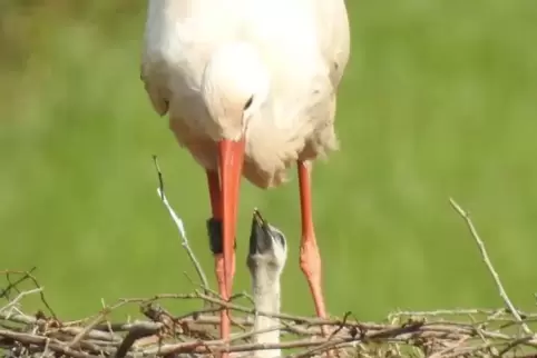 „Mama, Papa, ich hab’ Hunger!“: RHEINPFALZ-Leserin Bärbel Wagner hat mit ihrer Kamera einen der jungen Störche erwischt, die vor „Mama, Papa, ich hab’ Hunger!“: RHEINPFALZ-Leserin Bärbel Wagner hat mit ihrer Kamera einen der jungen Störche erwischt, die vor