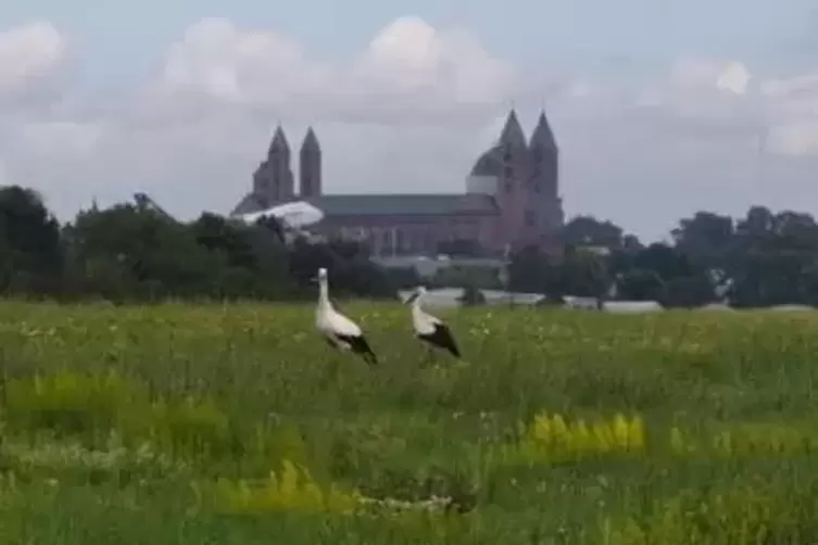 St&ouml;rche auf dem Flugplatz: gern gesehene G&auml;ste. 