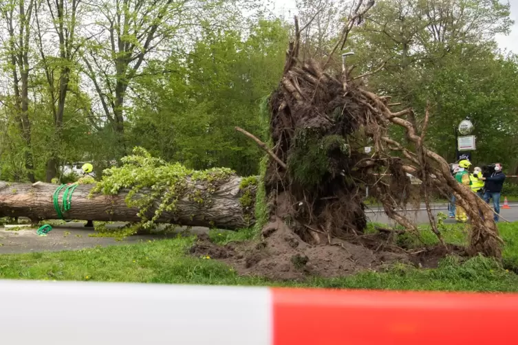 Am Dienstagvormittag stürzte in der Mannheimer Straße wegen einer Windböe ein Baum auf ein Auto. Der Stamm beschädigte die Winds