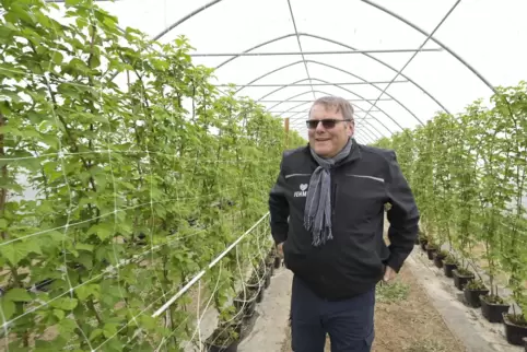 Landwirt Peter Fehmel in seiner Himbeer-Anbau-Anlage.