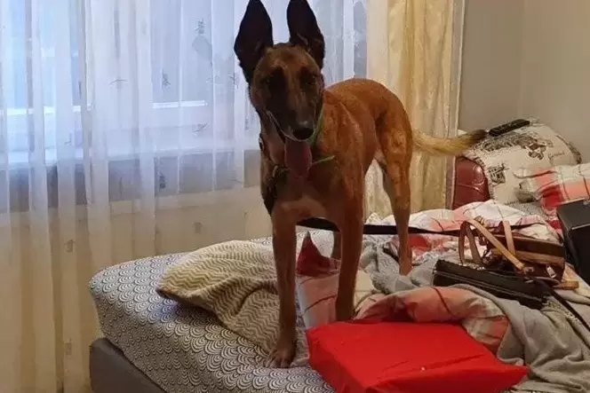 Ein Rauschgiftspürhund findet Drogen in einer Wohnung. Ein Rauschgiftspürhund findet Drogen in einer Wohnung.