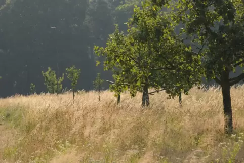 Streuobstwiese bei Hanhofen: ein Refugium für viele seltene Vögel, aber auch Säugetiere.