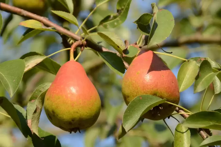 Gute Luise: So hei&szlig;t diese Birnensorte.