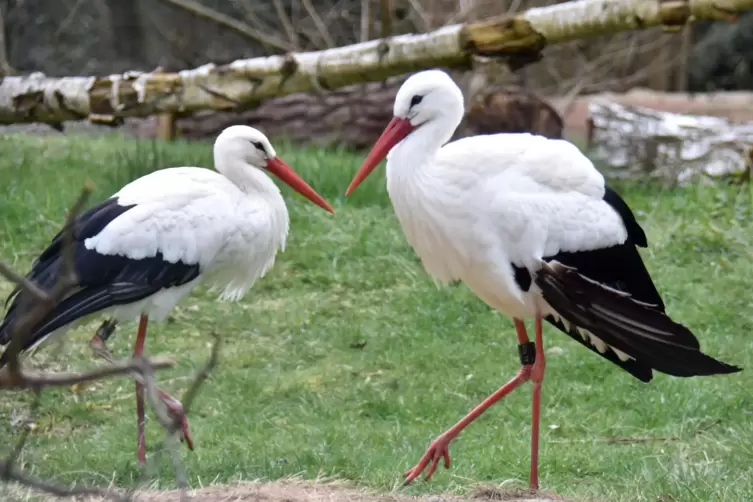 Bei Tierpaten im Siegelbacher Zoo ganz besonders beliebt: die St&ouml;rche Frida und Fridolin. 