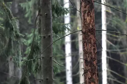 Eine vom Borkenkäfer befallene Fichte im Stadtwald von Bad Bergzabern. Die Schädlinge haben große Schuld daran, dass derzeit so 