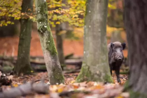 Für Wildschweine besteht keine Gefahr im Vegetarierland.