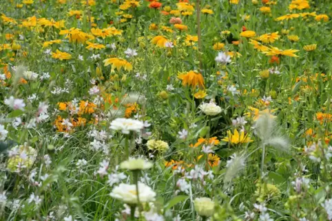 Blumen für Bienen: Bei Pflanzungen entlang der Trasse soll auf Biodiversität geachtet werden.