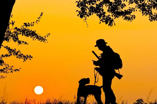 Unentbehrlicher Helfer des Jägers ist ein ausgebildeter Jagdhund. Unentbehrlicher Helfer des Jägers ist ein ausgebildeter Jagdhund.