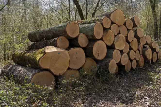 Holz jedweder Art ist zur teuren Mangelware geworden – und das sogar inmitten des Waldes.