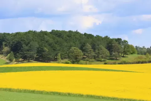 Dieses goldgelbe Rapsfeld zwischen dem Naturschutzgebiet Hausgiebel bei Maßweiler und der Pottschütthöhe wäre bei Sonne eine ide