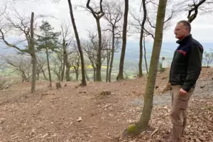 Auch am Adlerbogen, der im Hintergrund zu sehen ist, bietet sich Förster Martin Teuber ein eher ernüchterndes Bild.
