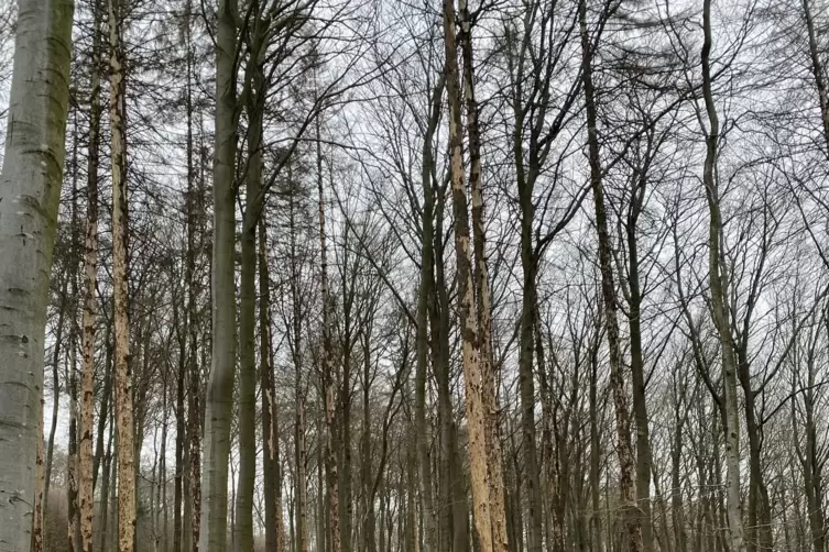 Kaum noch Rinde haben die Fichten in diesem mit Buchen gemischten Bestand oberhalb der Ortslage von Dannenfels. 