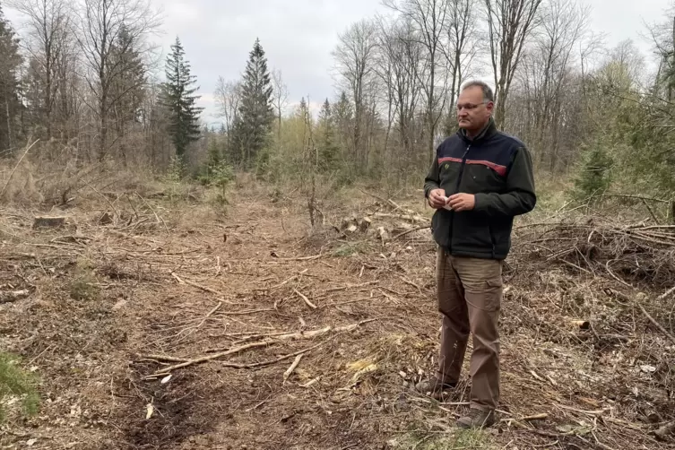 &bdquo;Zuvor war hier intakter Wald&ldquo;: F&ouml;rster Teuber auf einer von abgestorbenen Fichten abger&auml;umten Lichtung in der N&auml;he der fr&uuml;heren