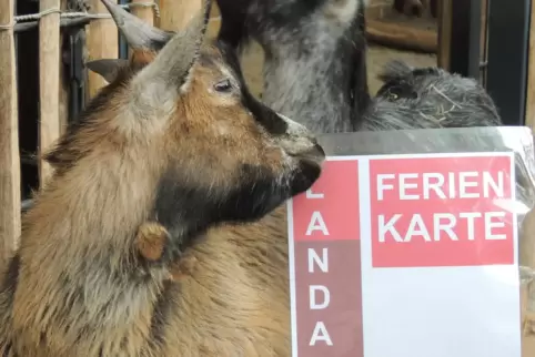 Mit der Ferienkarte kommt man unter anderem in den Zoo. 