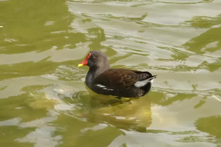 Bewohner von Bachl&auml;ufen im Raum Dudenhofen: Teichhuhn.