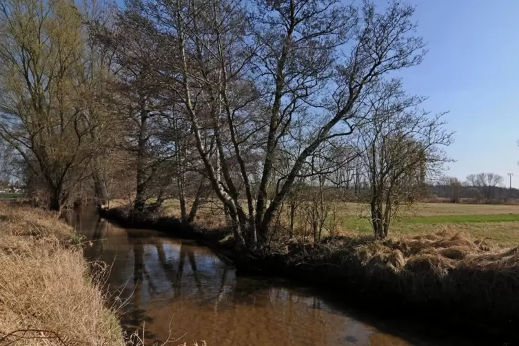 Reich an Geh&ouml;lz: der Speyerbach westlich des Peterhofs bei Hanhofen.