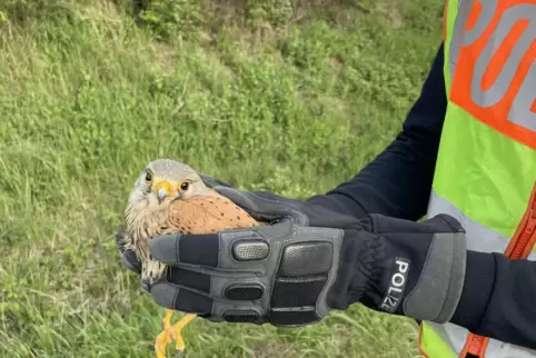 Der Turmfalke war offenbar verletzt. 