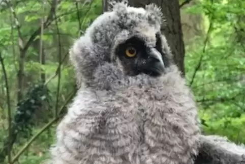 Der kleine Greifvogel besucht jetzt den Eulenkindergarten der Auffangstation. 