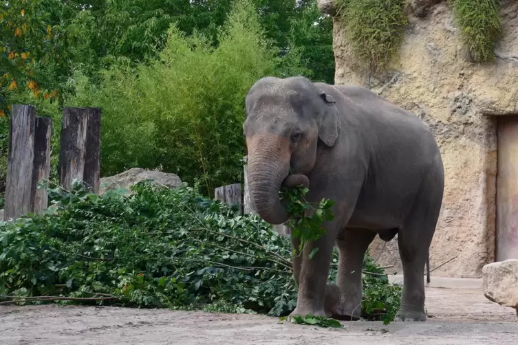 Elefant Tarak ist der älteste der nunmehr wieder vier Heidelberger Elefantenbullen.