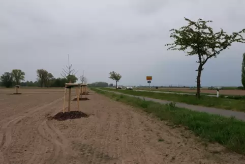 Obstbäume in Reih und Glied: Die geometrische Anordnung der Bäume fällt auf.