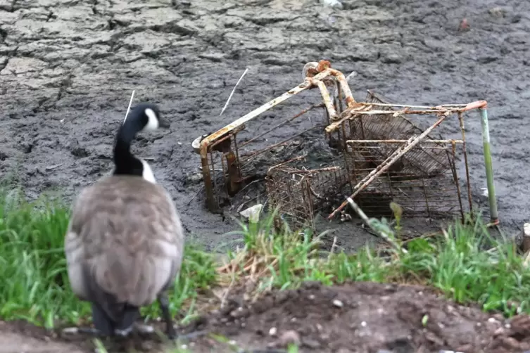 Noch bietet der Weiher ein Bild des Jammers. 