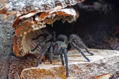Eine peruanische Samtvogelspinne.