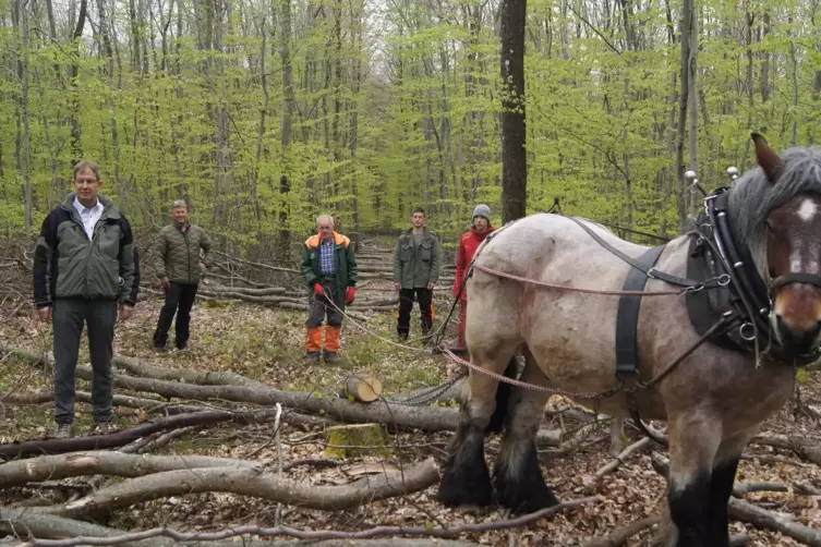 Das zehn Jahre alte Ardenner Rückepferd im Pinninger Wald lässt sich nicht aus der Ruhe bringen