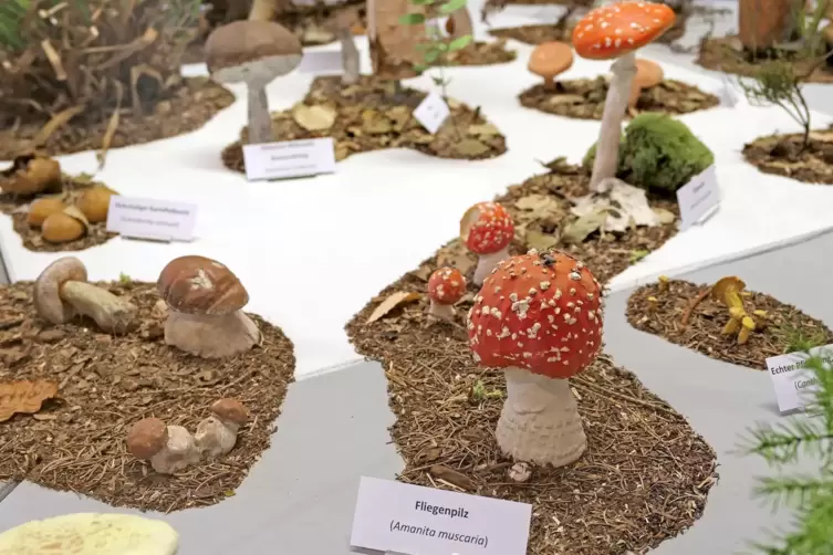 In der Ausstellung werden spezielle Pilze genauer unter die Lupe genommen. 