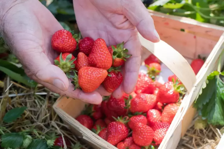Erdbeeren haben jetzt auch wieder in Rheinland-Pfalz Saison.