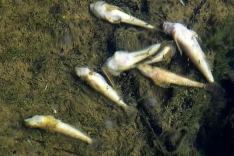 Tote Fische am Sonntag in der Bickenalb bei Altheim. 