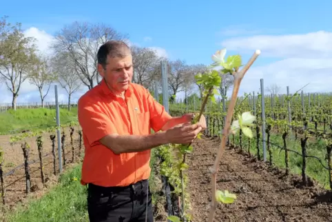Klaus Rummel setzt seit den späten 1980ern auf biologischen Weinbau. 