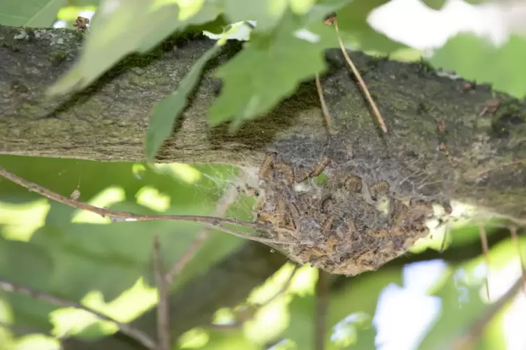 2018 wurden Eichenprozessionsspinner-Nester auf dem Tierheim-Gelände auf dem Einsiedlerhof entdeckt.