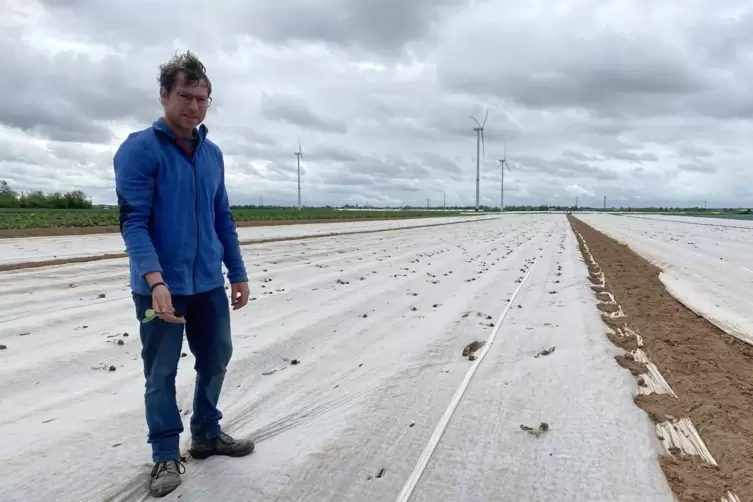 Der Landwirt: Thomas Reeb mit herausgerissener Pflanze.