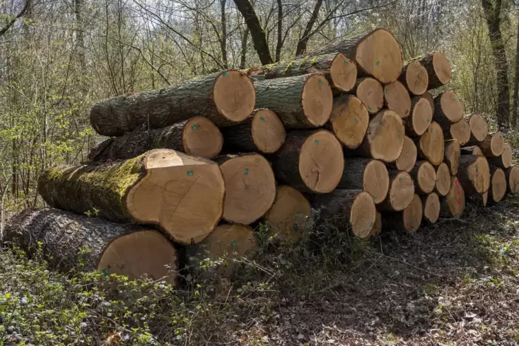 Im Gemeindewald von Hausweiler bietet lediglich Brennholz für wenige Selbstwerber. 