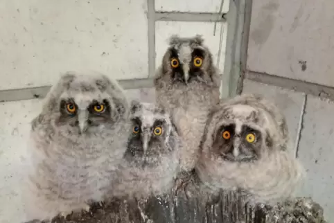 In der Greifvogelstation in Haßloch wird sich um die gefundenen Waldohreulen gekümmert. 